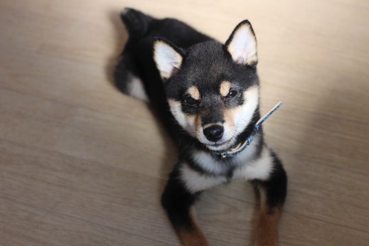 柴犬　フセのやり方