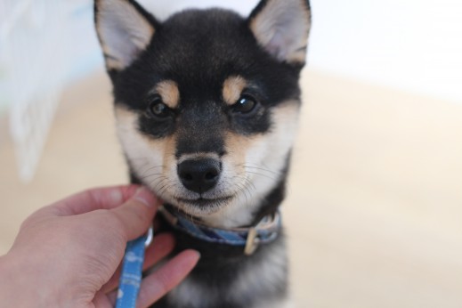 柴犬　リードの着脱の練習　保育園生