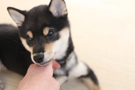 首回りを触る　柴犬　パピー