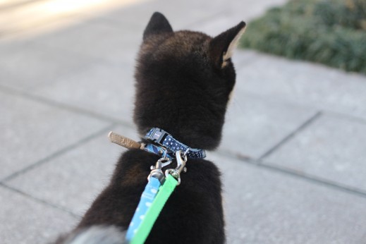 柴犬　お散歩練習　リードの引っ張りの直し方