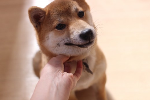 首回りを触る練習　リードの取り外し