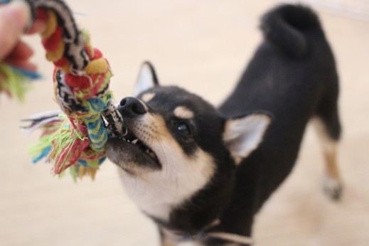 柴犬　おもちゃ遊び　引っ張りっこ