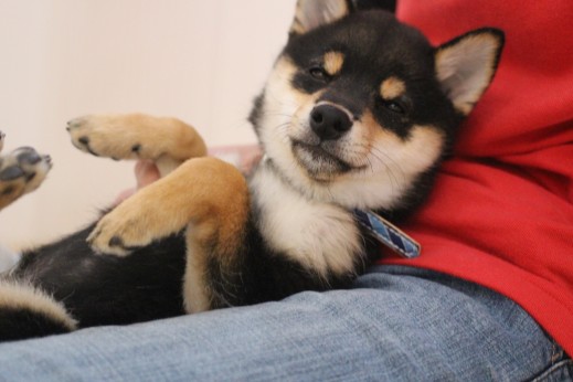 柴犬　リラックスポジション