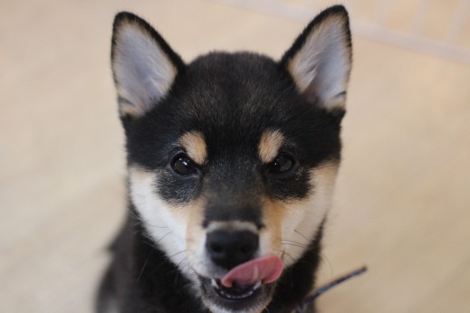 柴犬　オスワリのやり方　