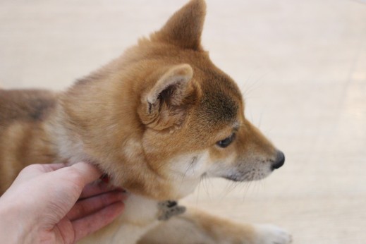 首回りを触る　体を触る