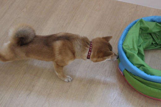 豆柴　初めてのトンネル　警戒心