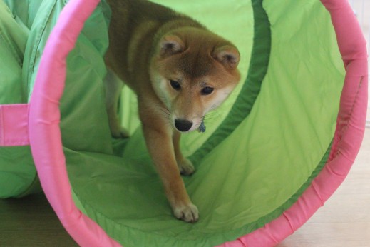 豆柴　トンネル慣れ　歩く練習