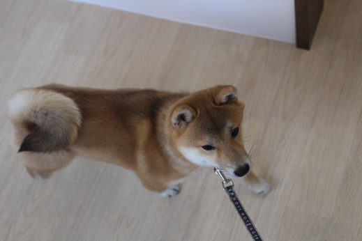 豆柴　ヒールウォーク　リード慣らし