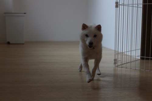犬の保育園　ばうびー　豆柴　社会化
