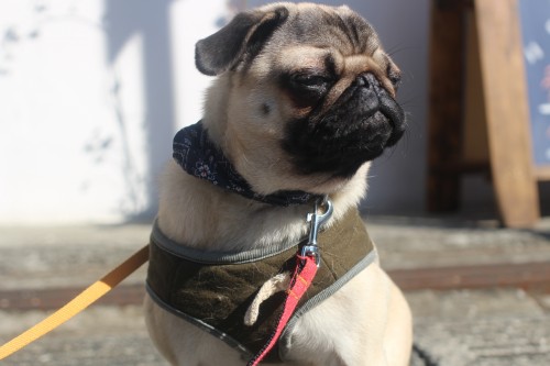 犬の保育園　ばうびー　パグ　オスワリ　マテ