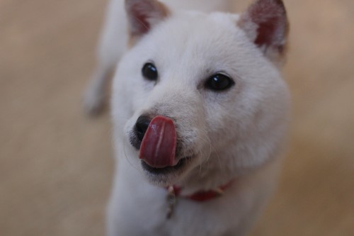 犬の保育園　ばうびー　豆柴　人慣れ