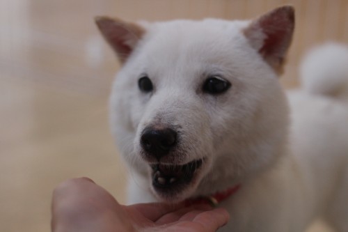 豆柴　人慣れ　犬の保育園　ばうびー