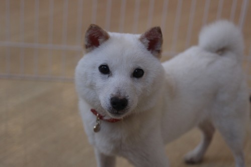 豆柴　社会化　犬の保育園　ばうびー