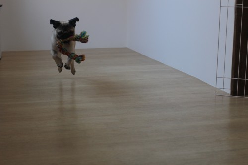 犬の保育園　ばうびー　パグ　おもちゃ遊び
