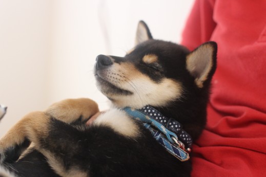 柴犬　リラックスポジション