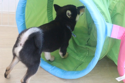 柴犬　トンネルに興味津々