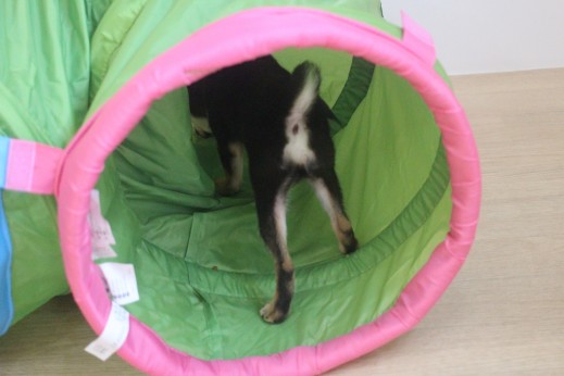 柴犬　初めてのトンネル　好奇心　恐怖心