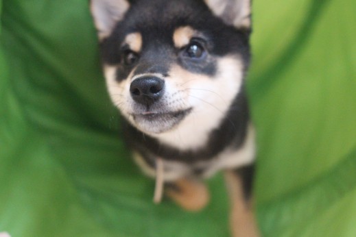 柴犬　トンネルをくぐる練習