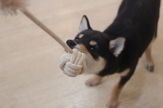 柴犬　おもちゃ遊び　引っ張りっこ