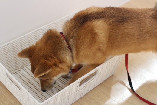 豆柴　箱の中に入る練習