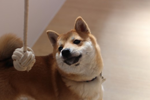 豆柴　おもちゃ遊び