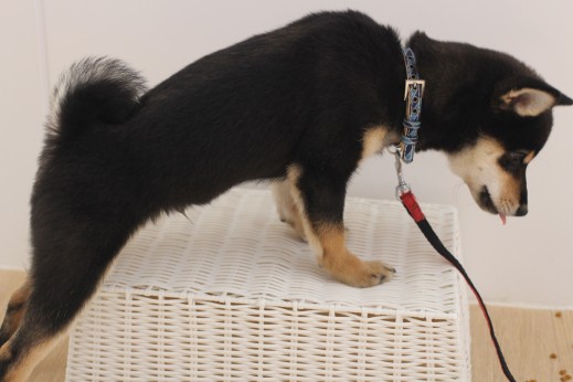 柴犬　箱乗り練習　初めての物慣れ