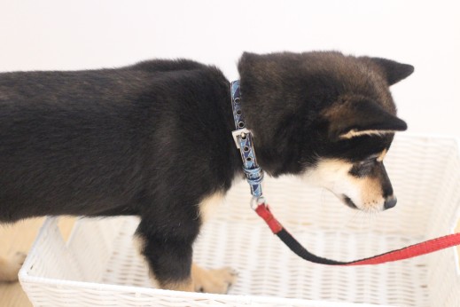 柴犬　箱乗り　リード慣れ