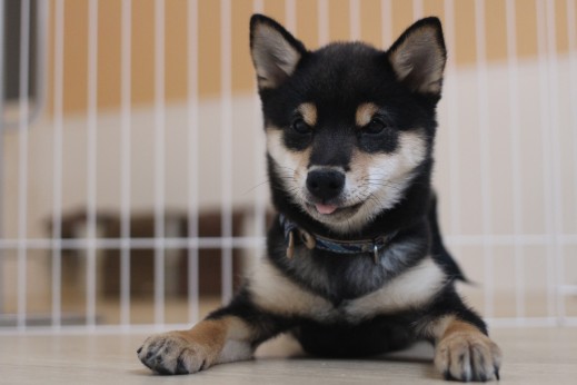 柴犬　フセの練習