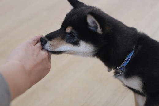 柴犬　ハンドターゲット