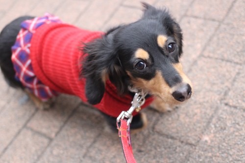 犬の保育園　ばうびー　お散歩練習　ミニチュアダックスフンド