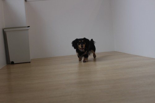 犬の保育園　ばうびー　三鷹店　ミニチュアダックフンド　しつけ　トレーニング