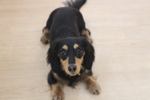 犬の保育園　ばうびー　フセ　マテ　