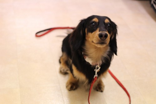 犬の保育園　ばうびー　ミニチュアダックスフンド　オスワリ　マテ