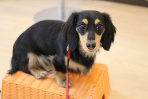 犬の保育園　ばうびー　ミニチュアダックフンド　高いところに乗る