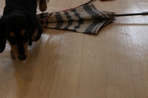 犬の保育園　ばうびー　ミニチュアダックフンド　物慣れ