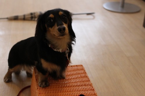 犬の保育園　ばうびー　物慣れ　
