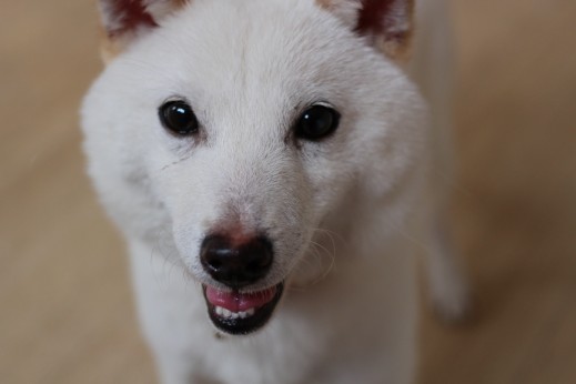豆柴　犬の保育園　ばうびー　しつけ　トレーニング