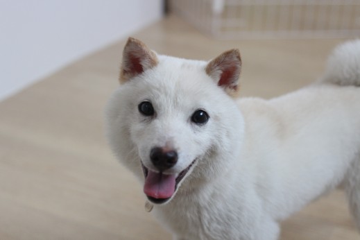 豆柴　犬の保育園　ばうびー　しつけ　トレーニング