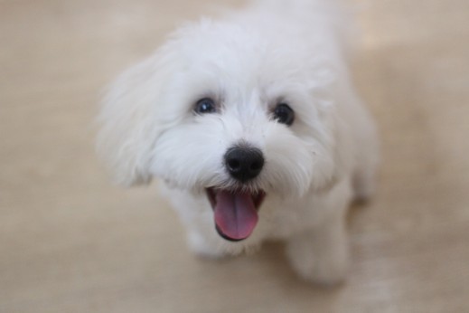 マルチーズ　　トイプードル　　MIX　犬の保育園　ばうびー