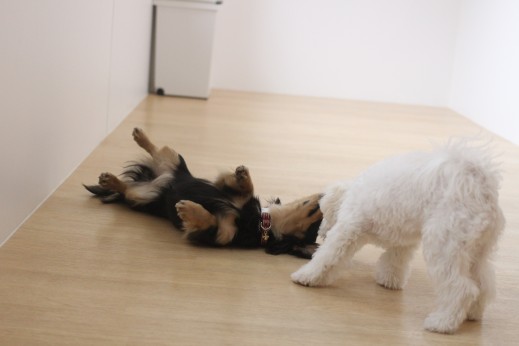 ミニチュアダックスフンド　マルチーズ　　トイプードル　　MIX　犬同士の遊び