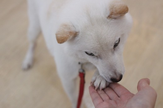 豆柴　お手の練習