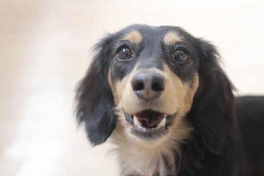 ミニチュアダックスフンド　犬の保育園　ばうびー　しつけ　トレーニング