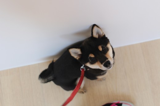 柴犬　ヒールポジション　オスワリ