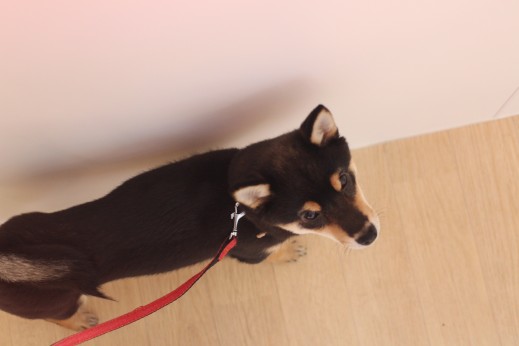 柴犬　ヒールウォーク　