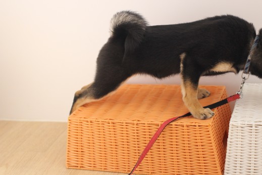 柴犬　箱乗りの練習