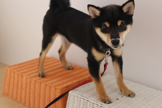 柴犬　箱乗りの練習