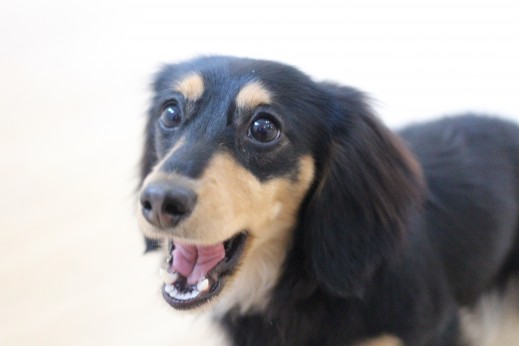 ミニチュアダックスフンド　犬の保育園　ばうびー　しつけ　トレーニング