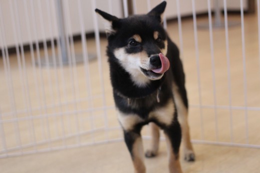 柴犬　犬の保育園　ばうびー　しつけ　トレーニング
