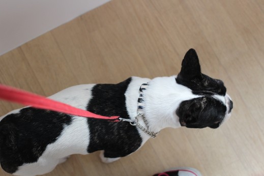 フレンチブルドッグ　犬の保育園　ばうびー　しつけ　トレーニング　歩行練習