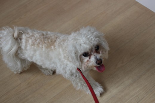 マルチーズ　トイプードル　MIX　マルプー　犬の保育園　歩行練習